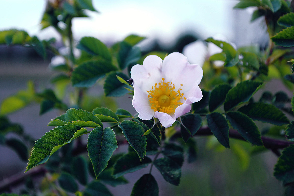 Нежность - Александра Чернык