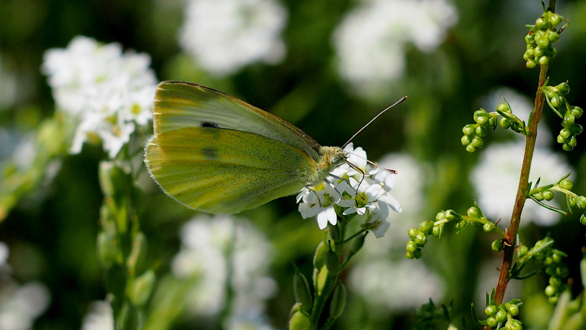 Репница Pieris rapae (Linnaeus, 1758) 3 - Александр Прокудин