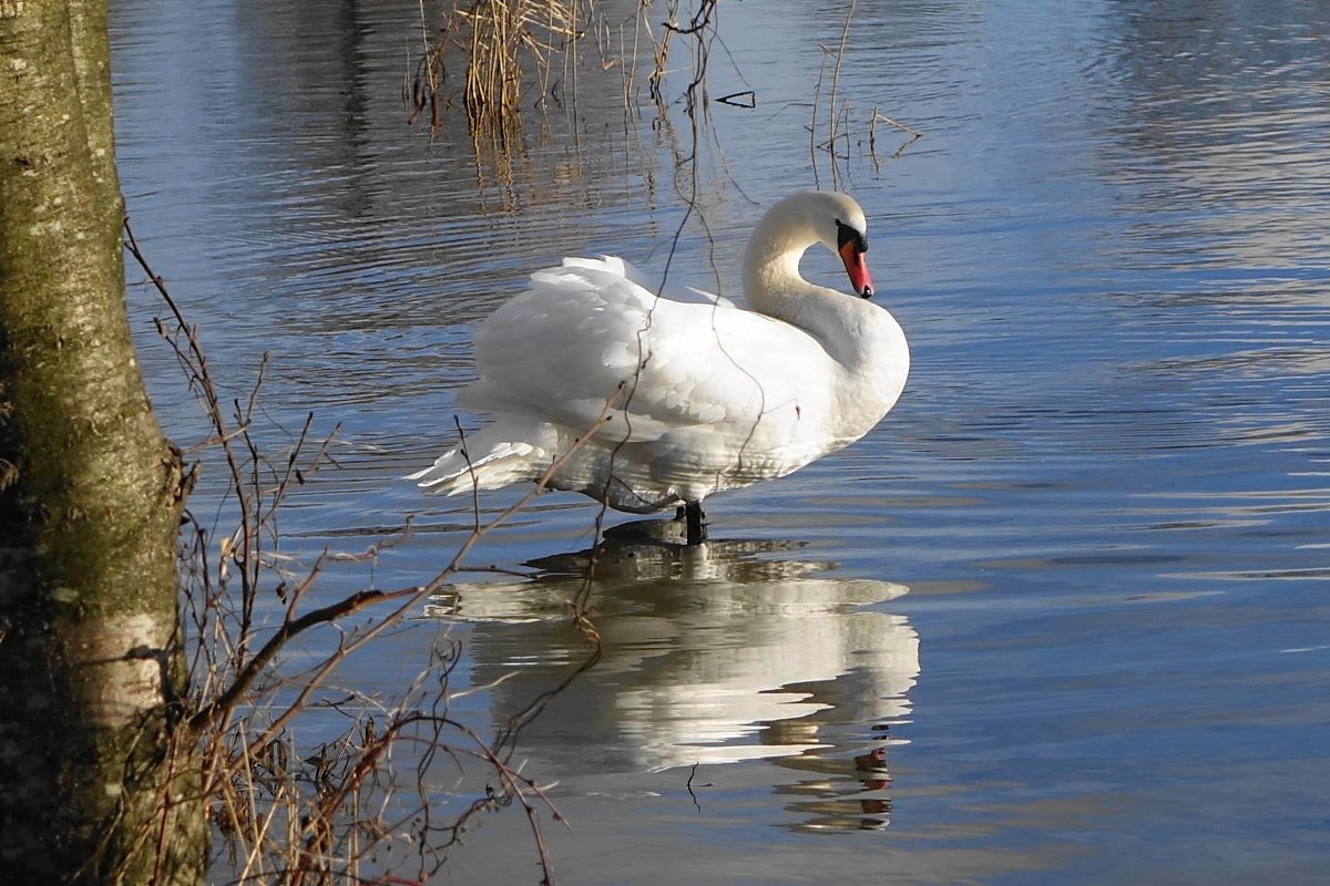 Белый лебедь - Маргарита Батырева Белый лебедь - Маргарита Батырева