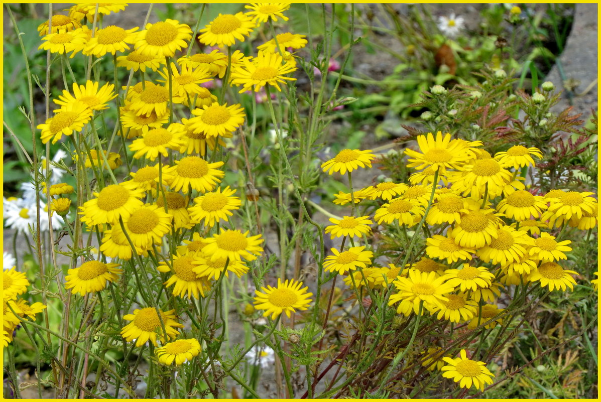 Солнечные цветочки... - Светлана Петошина
