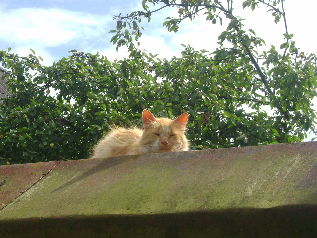 Проходите мимо! - Марина Домосилецкая Проходите мимо! - Марина Домосилецкая