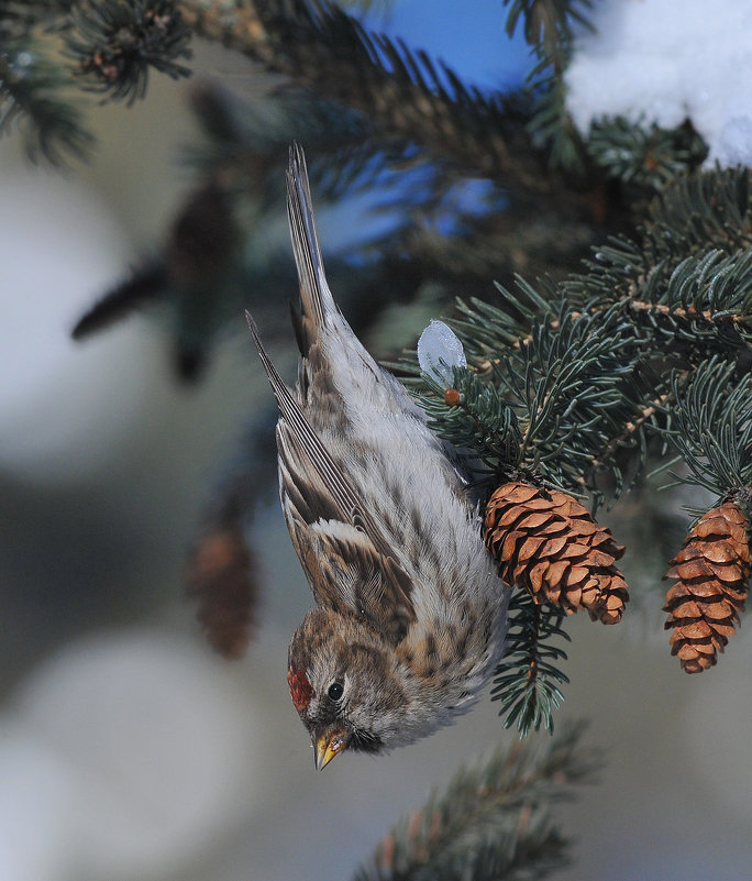 Чечетка - Svetlana Golovanova Чечетка - Svetlana Golovanova