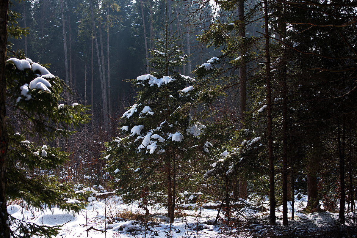 Скромница ... - Владимир Икомацких Скромница ... - Владимир Икомацких