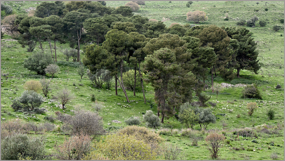 Земля обетованная. - Lmark 