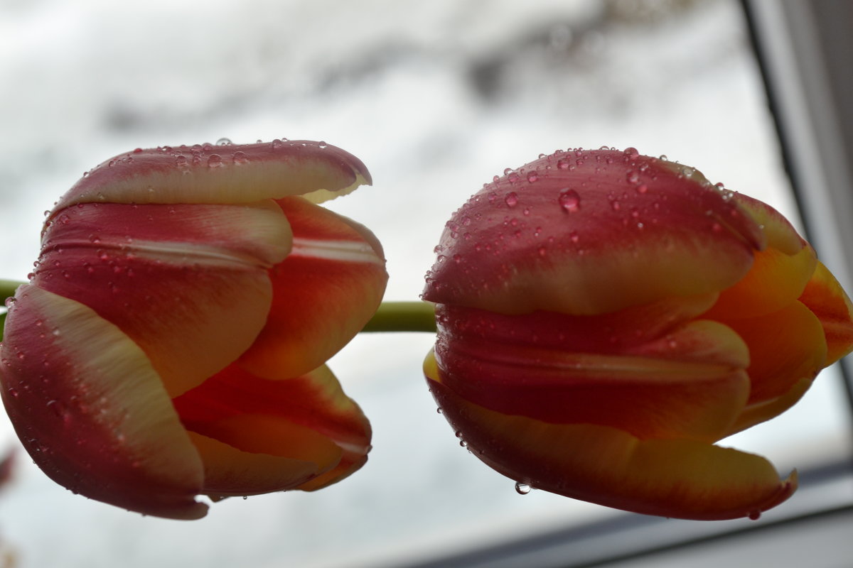 Был праздник.. - zoja Был праздник.. - zoja