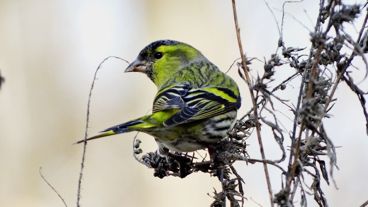 Чиж (лат. Carduelis spinus) - vodonos241 