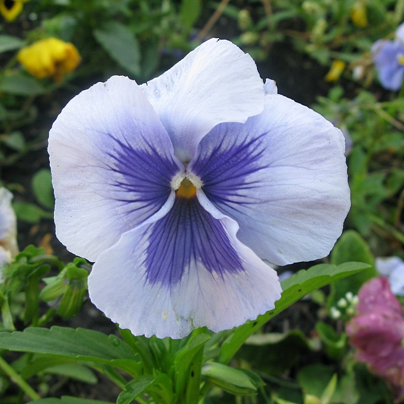 Viola tricolor 35 - Андрей Lactarius