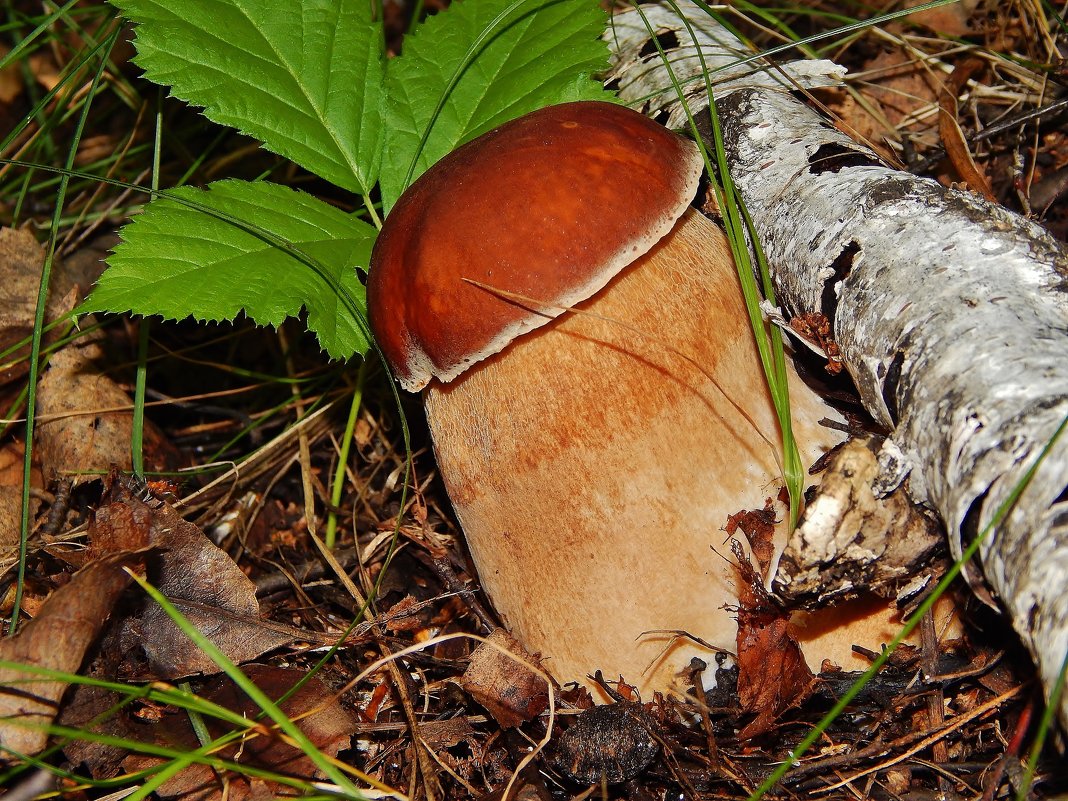 Эта ножка очень толстая - Валентина Пирогова