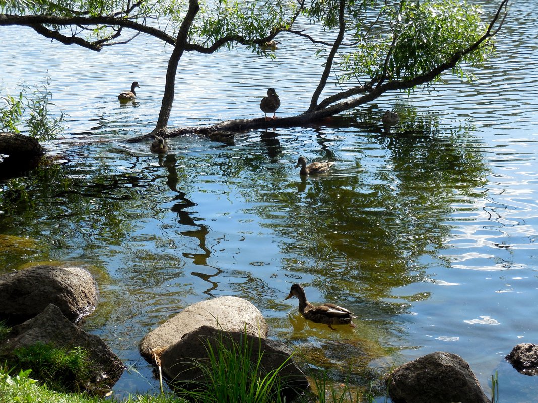 На озере - Надежда 