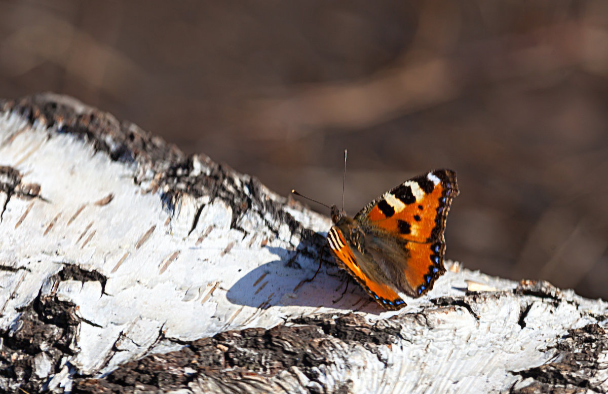 Первые бабочки весны - Анатолий Иргл Первые бабочки весны - Анатолий Иргл