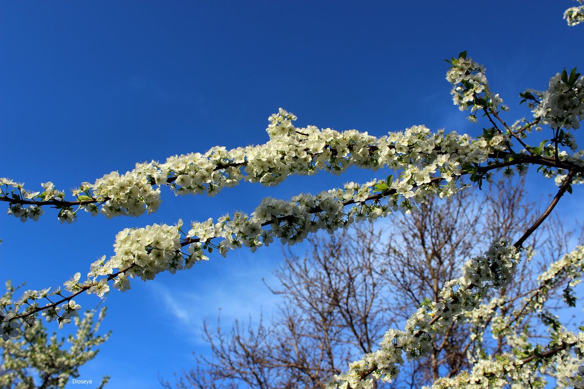 Гирлянды цветов - Татьяна Пальчикова Гирлянды цветов - Татьяна Пальчикова