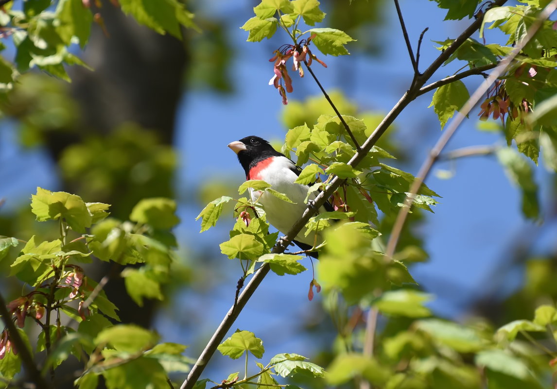 весна - Anatoliy Kyselyov весна - Anatoliy Kyselyov