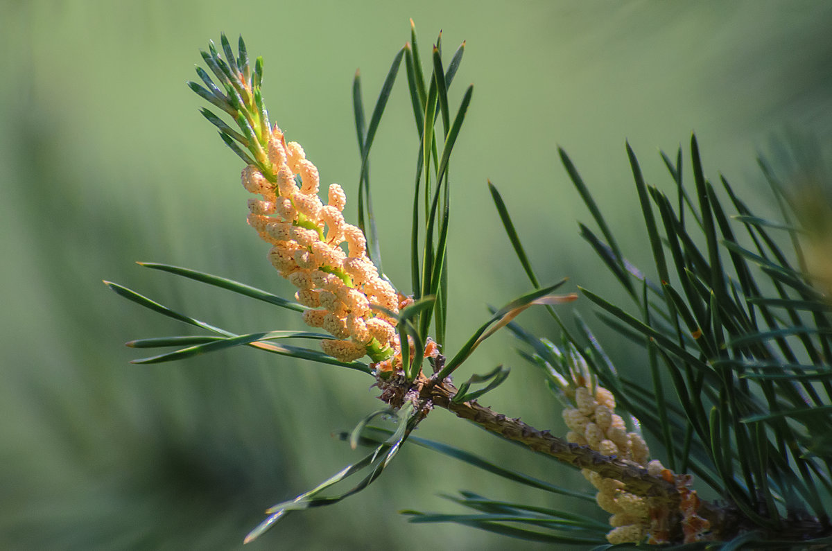 *** - Виктор Иванович Чернюк