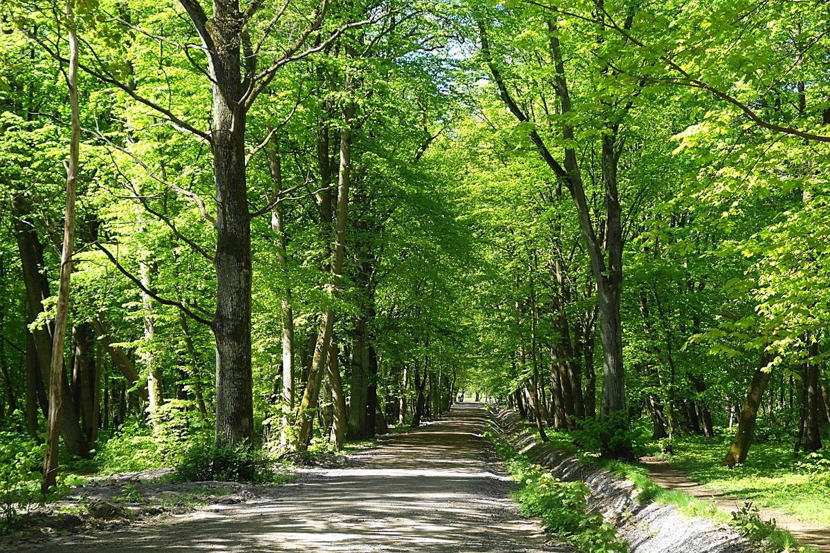 Ашманн парк - Маргарита Батырева