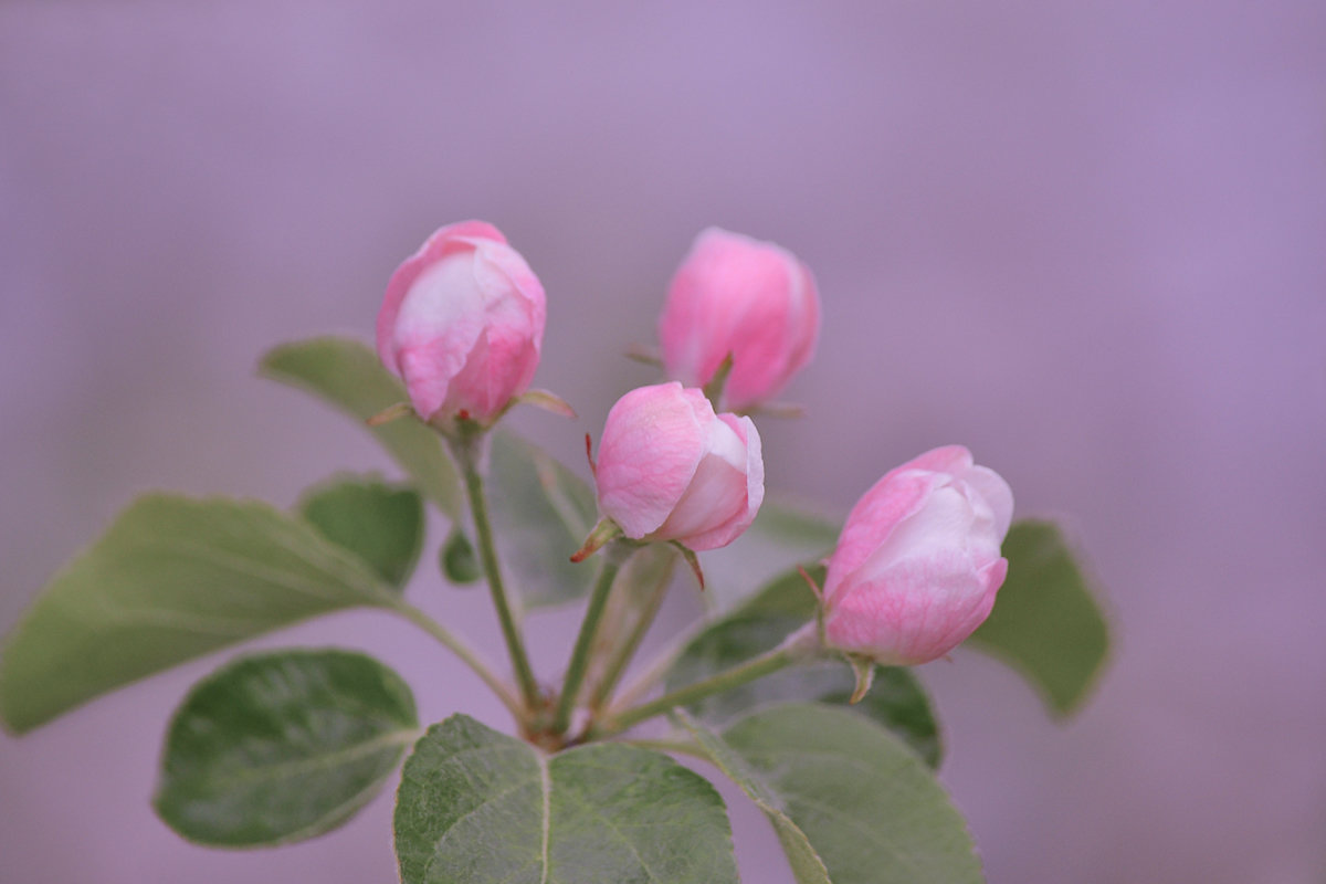 Розовый туман весны - Алексей (GraAl)