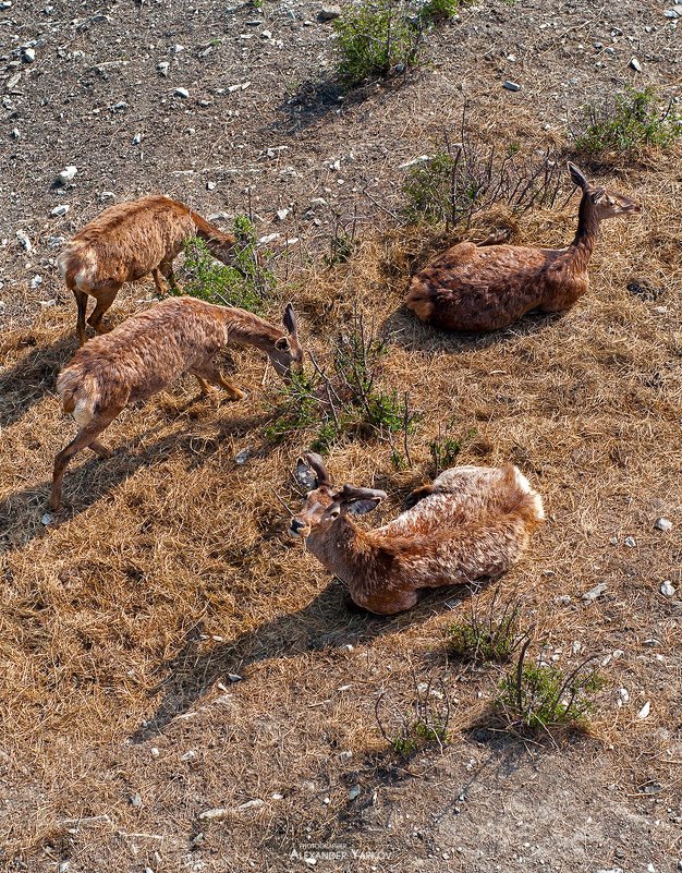 Сафари Парк - Alexander Yarkov