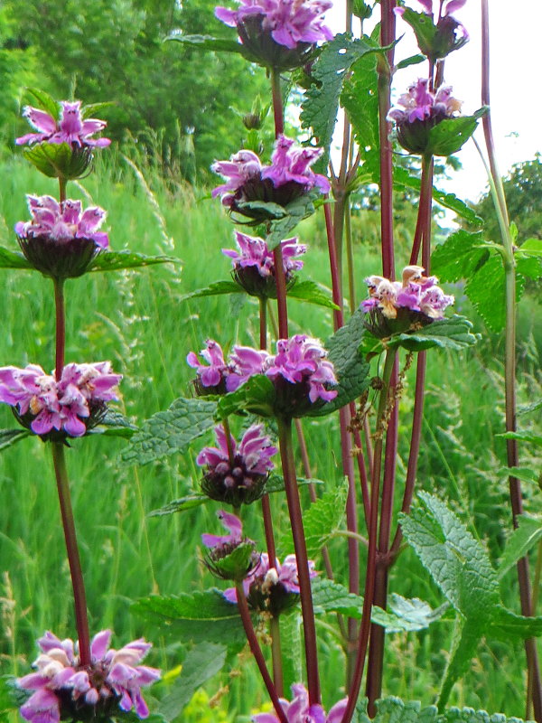 *Огневи́к клубнено́сный (лат. Phlomoídes tuberósa - vodonos241 