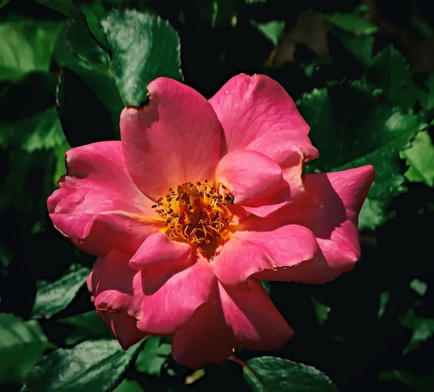 Июльская Роза.. - Владимир Бровко Июльская Роза.. - Владимир Бровко