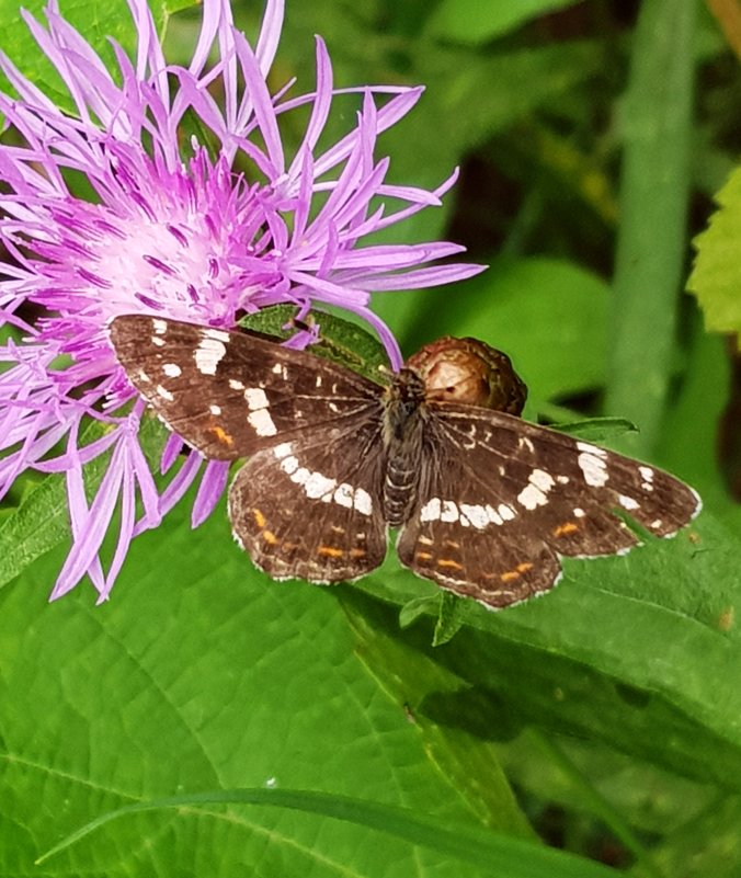 Бабочка Пестрокрыльница изменчивая - Генрих Бабочка Пестрокрыльница изменчивая - Генрих