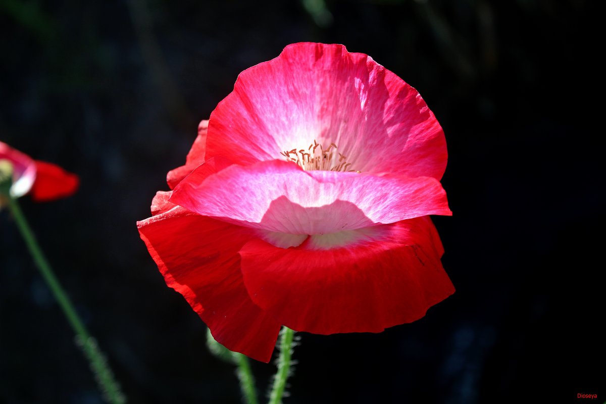 Дивный мак - Татьяна Пальчикова