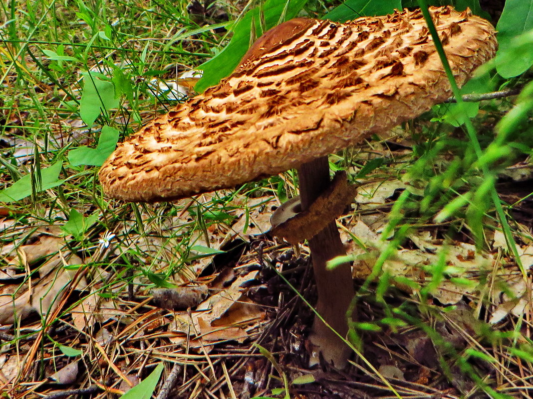 Гриб-зо́нтик пёстрый (лат. Macrolepiota procera) - vodonos241 