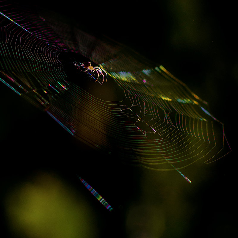 Лесная симфония - Pepsovich 