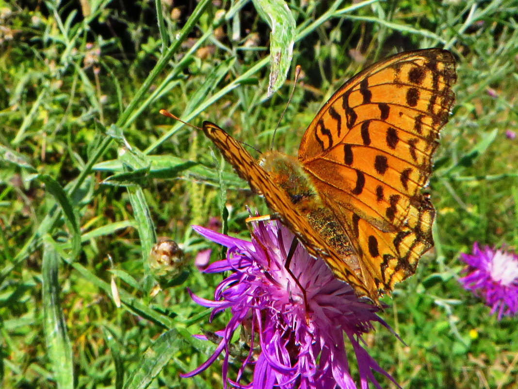 *Перламутровка адиппа, или Перламутровка красная (лат. Fabriciana adippe, syn. Argynnis adippe) - vodonos241 