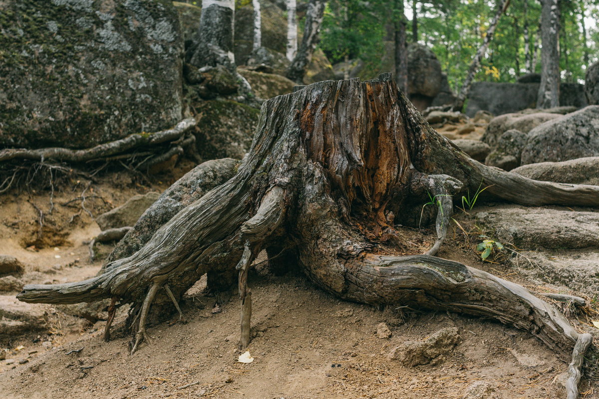 National park Stolby, Russia, Siberia, Krasnoyarsk. - Igor Novikov