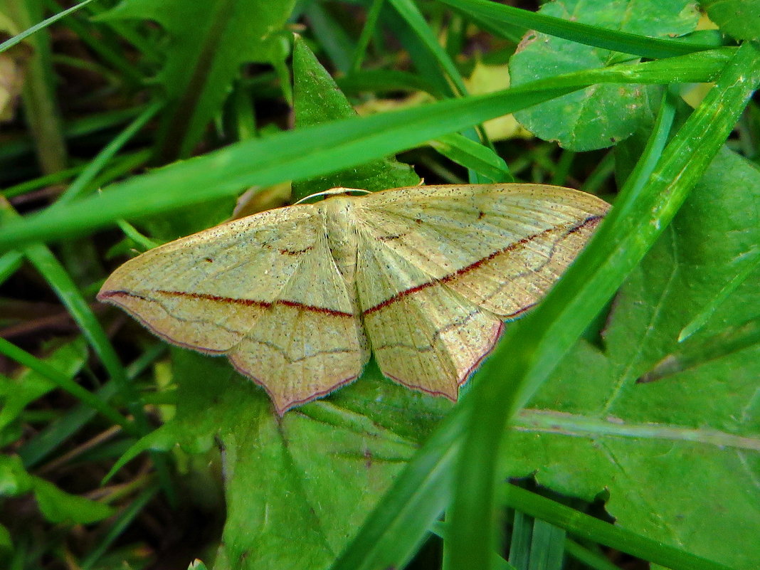 Пяденица щавельная - vodonos241 Пяденица щавельная - vodonos241