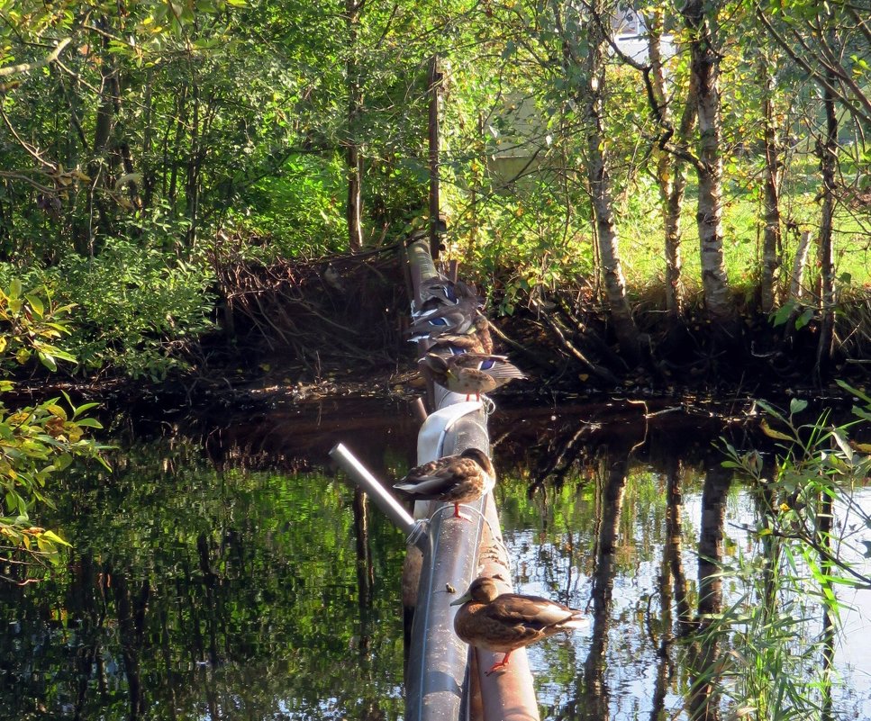 Утки отдыхают. - Ирина *** Утки отдыхают. - Ирина ***