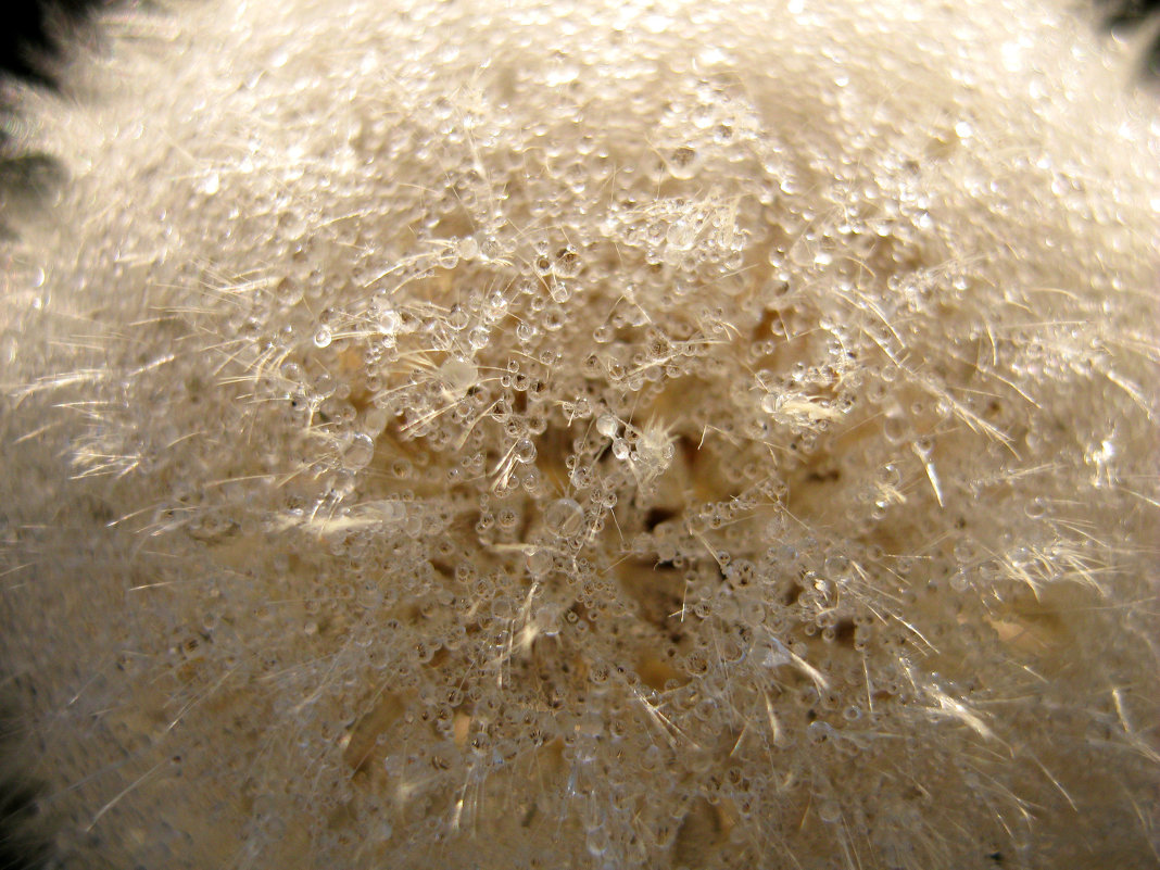 Шарик - Радмир Арсеньев Шарик - Радмир Арсеньев