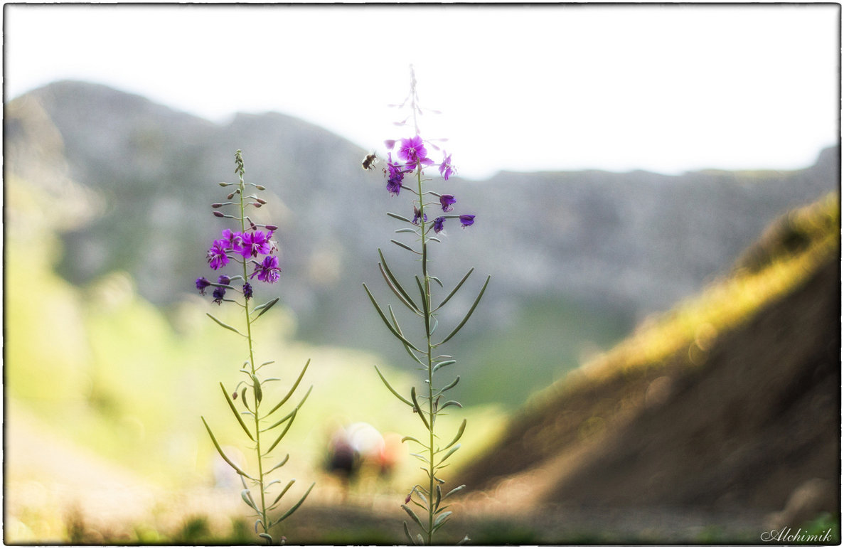 .. - Алхимик .....