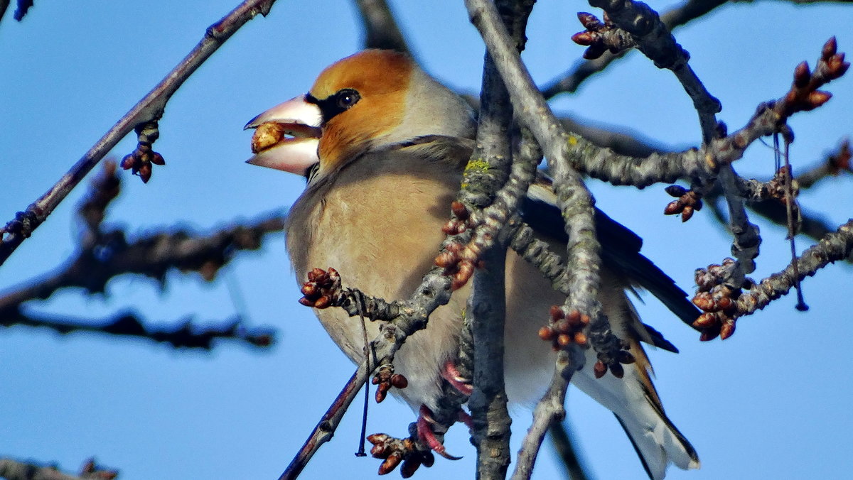 Обыкновенный дубонос (лат. Coccothraustes coccothraustes) - vodonos241 