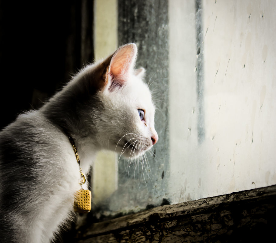 у окна - Марина Влади-на