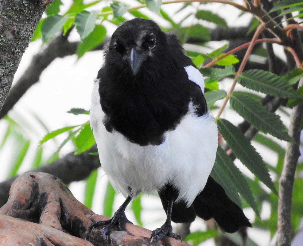 Задумалась - Александр Михайлов