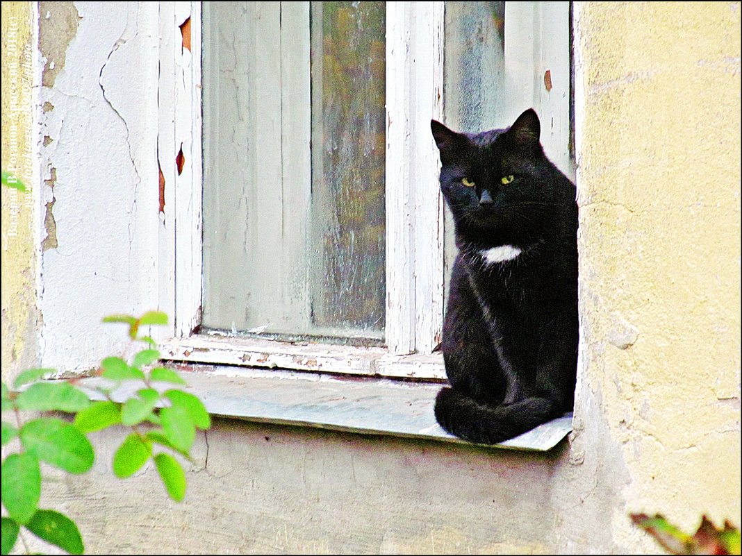 ВЛАДИМИР ПРОВИНЦИАЛЬНЫЙ - Валерий Викторович РОГАНОВ-АРЫССКИЙ