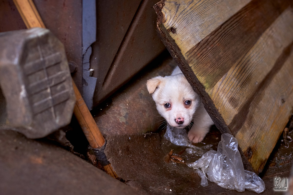 Пёса  - Владислав Левашов