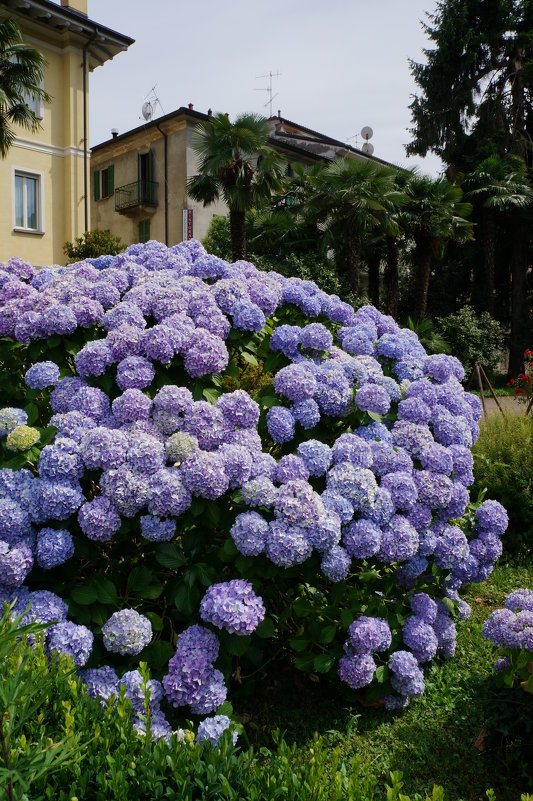 Stresa - Алёна Савина