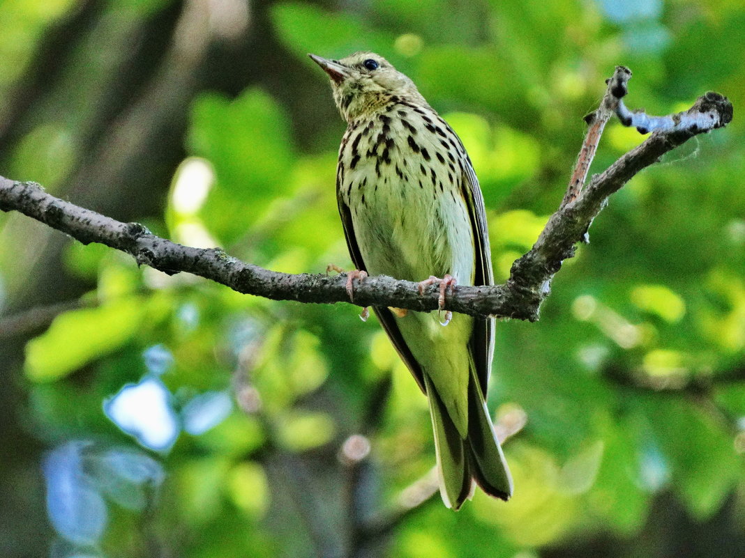 *Лесной конёк, или лесная шеврица (лат. Anthus trivialis) - vodonos241 