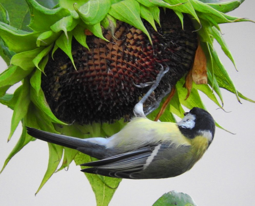 На подсолнухе - Александр Михайлов На подсолнухе - Александр Михайлов