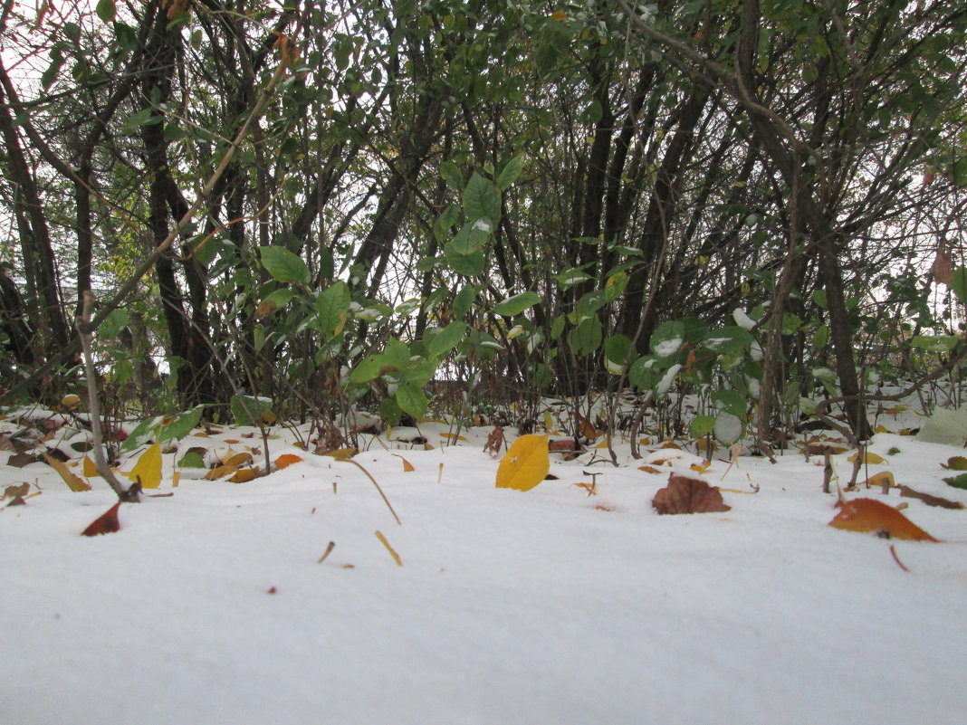 Второй день зимы в сентябре ))) - Алексей Кузнецов Второй день зимы в сентябре ))) - Алексей Кузнецов
