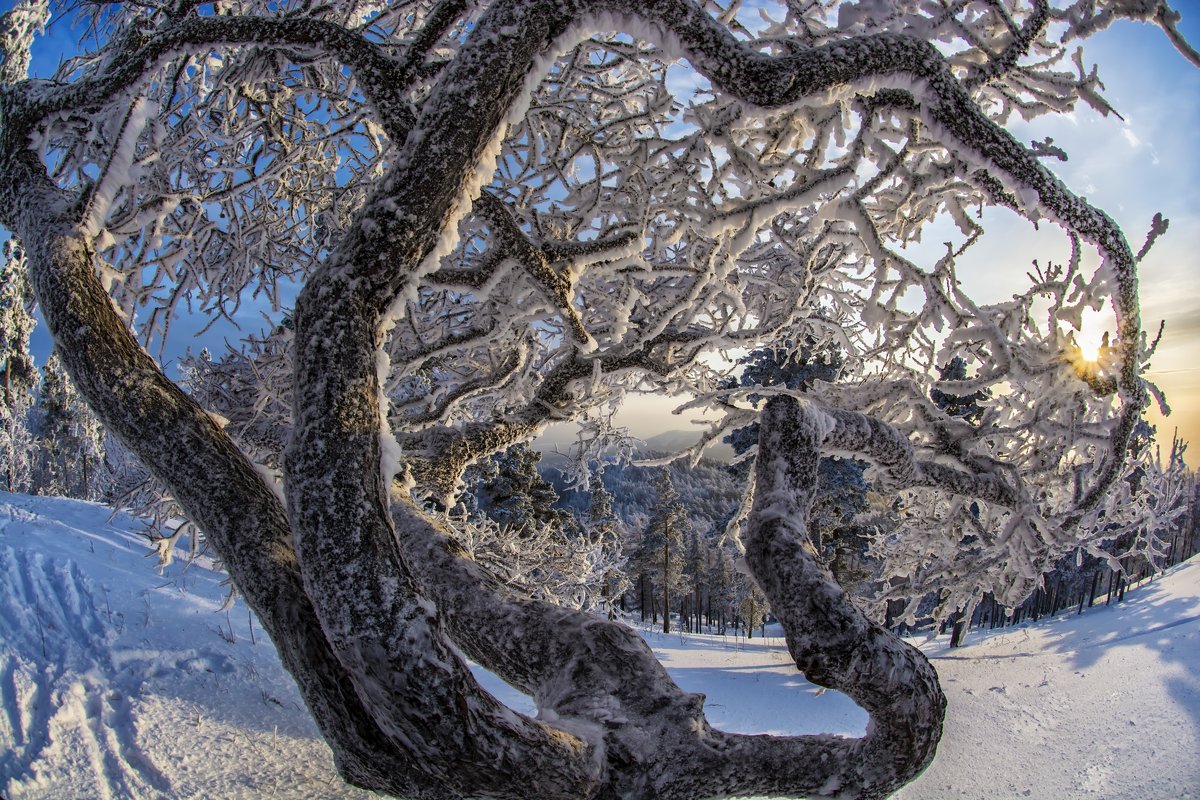 winter patterns in a magical forest - Dmitry Ozersky