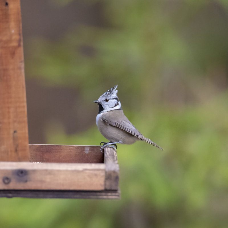 кормушка моя - Валерий Шурмиль