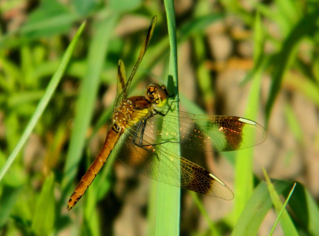 СТРЕКОЗА. - Галина СТРЕКОЗА. - Галина