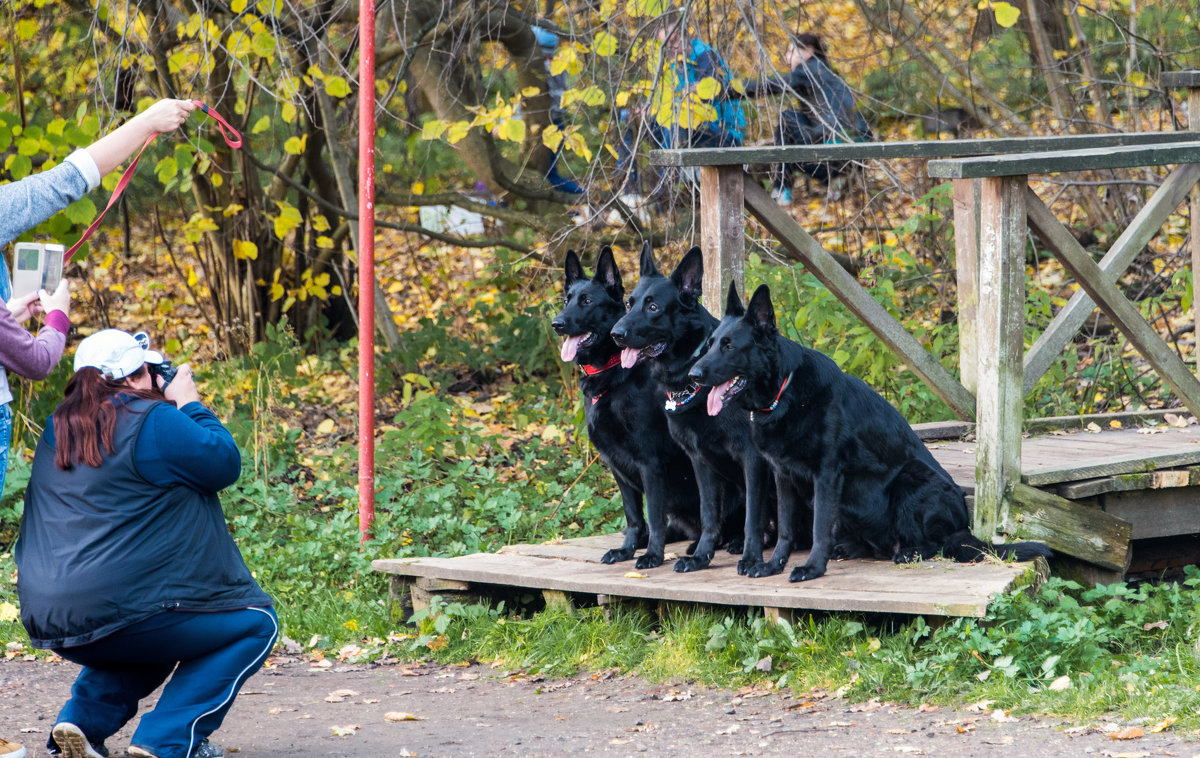 *** - Владимир Безбородов