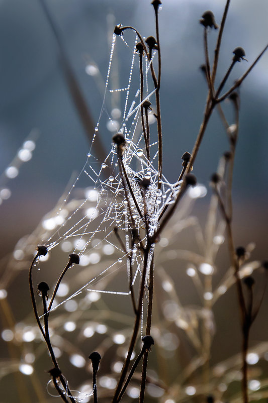 Ожерелье королевы (из серии "Бриллиантовые россыпи") - Наталья Костенко