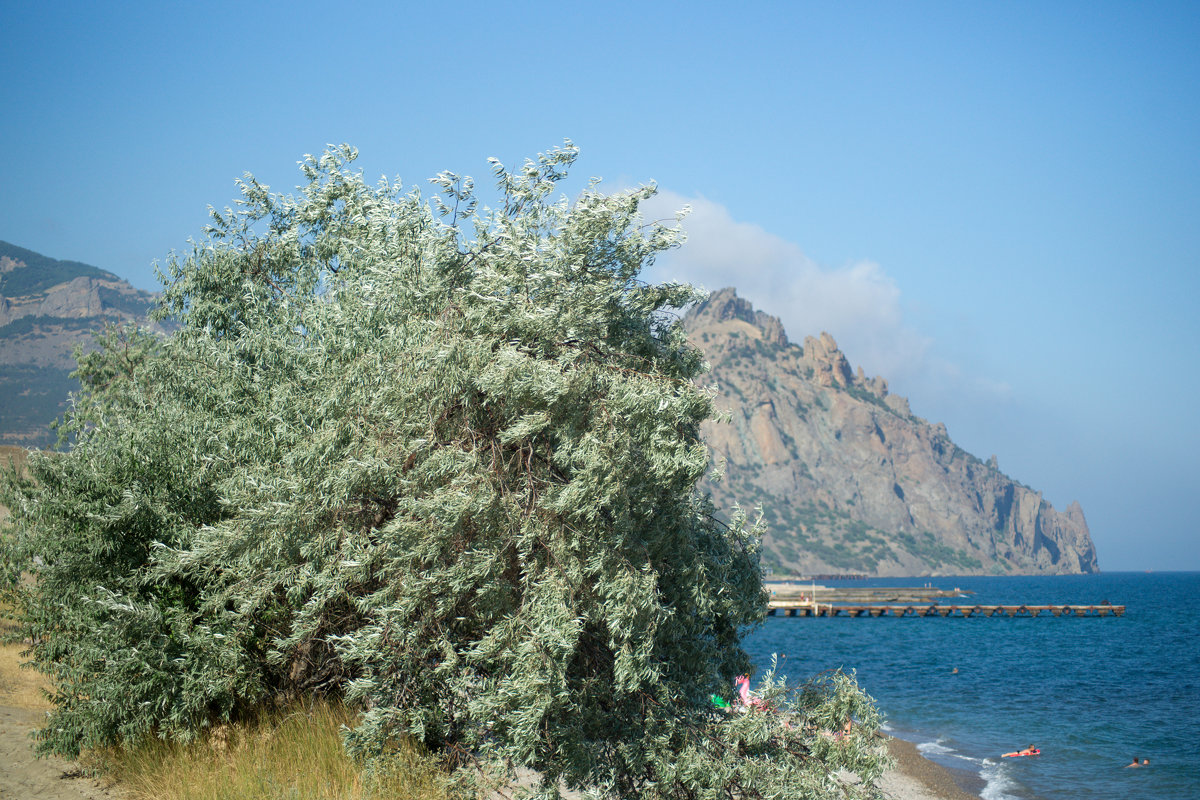 летний бриз - Всеволод летний бриз - Всеволод