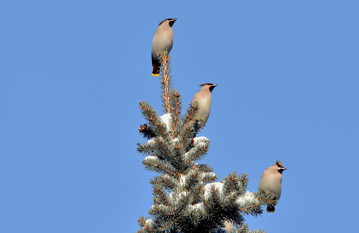 Свиристель. - Алексей . Свиристель. - Алексей .