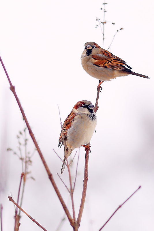 *** - Виктор Ноговицин