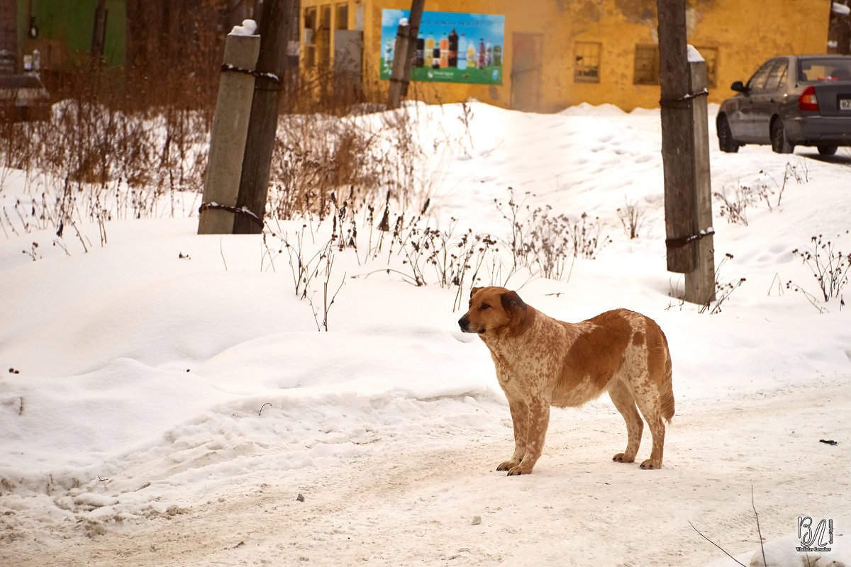 Снежные зарисовки на ретро объектив ❄ - Владислав Левашов